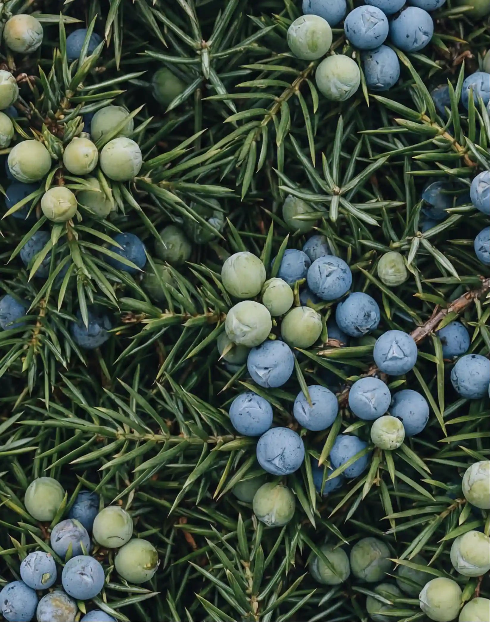 Comfort Mousse: Pine & Juniper